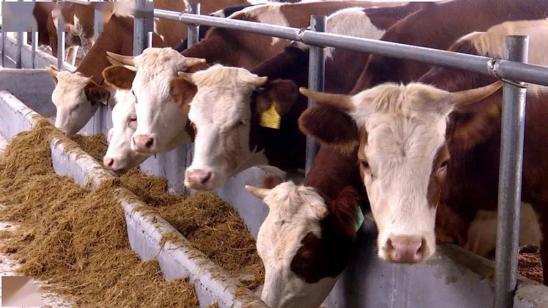 cbe3e4a3575d42fa84618d82115a4196 cbe3e4a3575d42fa84618d82115a4196