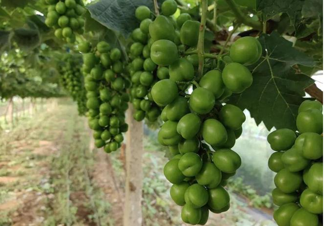 氯化膽堿植物生長(zhǎng)調(diào)節(jié)劑