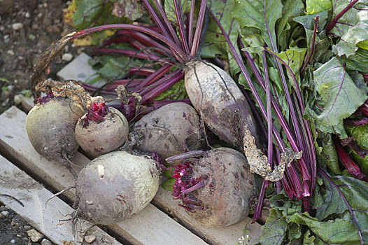 甜菜堿：自然的力量與健康益處