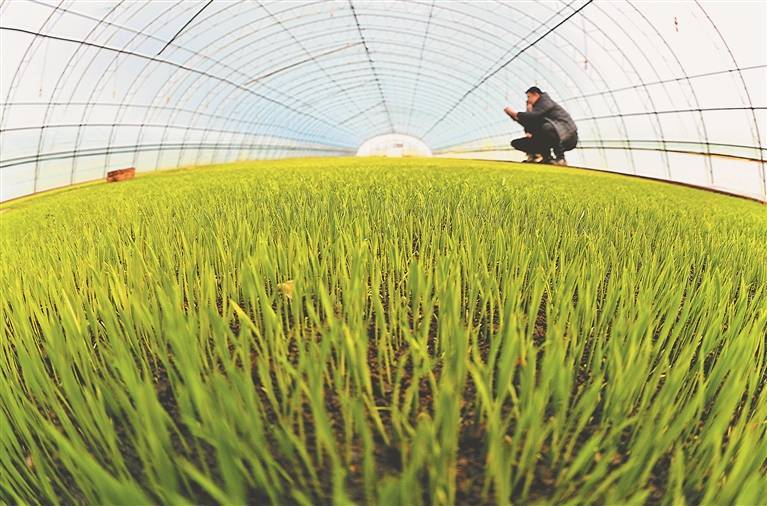 釋放作物奇跡,揭秘氯化膽堿的綠色魔力! 釋放作物奇跡,揭秘氯化膽堿的綠色魔力!