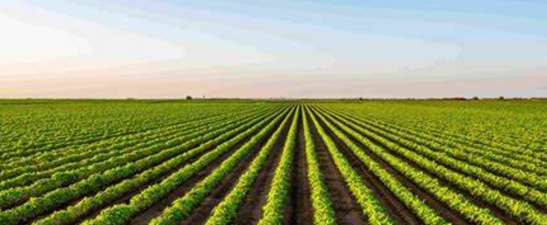 農(nóng)業(yè)甜菜堿