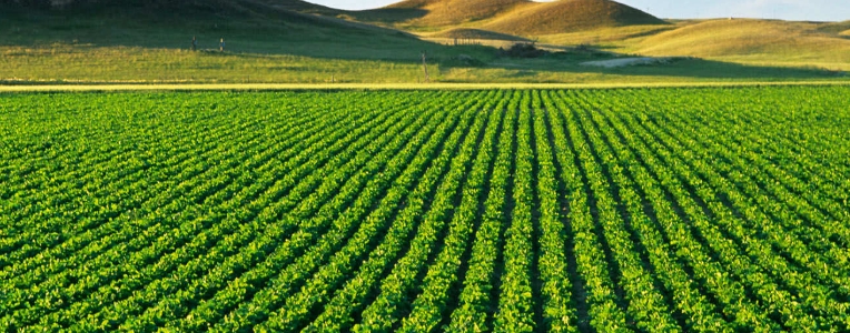 農(nóng)業(yè)無水甜菜堿 農(nóng)業(yè)無水甜菜堿