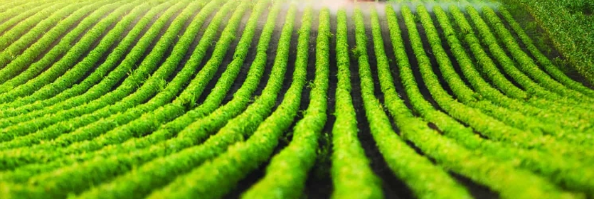 農(nóng)業(yè)無水甜菜堿 農(nóng)業(yè)無水甜菜堿