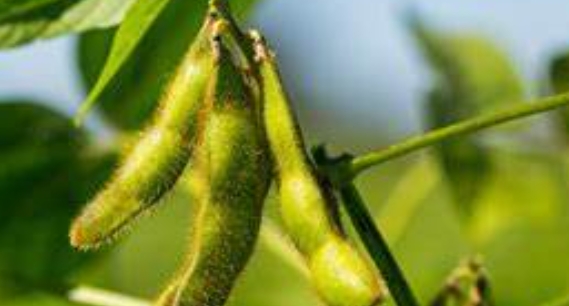 甜菜堿在大豆種植中的抗逆調(diào)控效應(yīng)