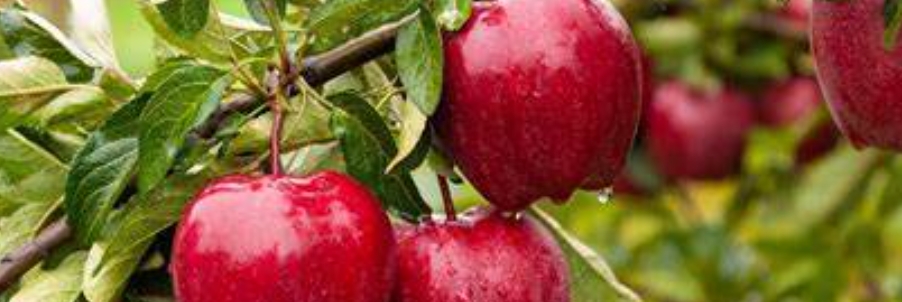 甜菜堿保花壯果-1