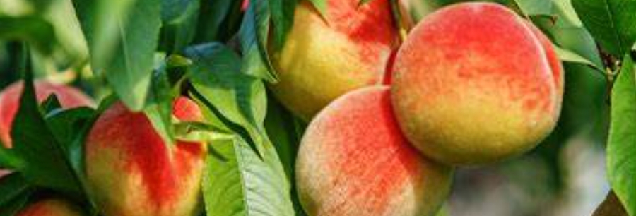 甜菜堿?；▔压?2