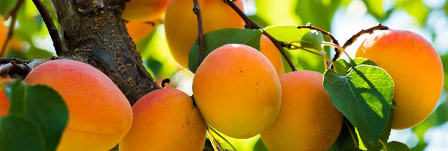 甜菜堿?；▔压?3