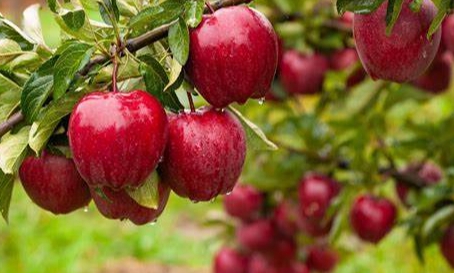 甜菜堿保花壯果機(jī)制解析