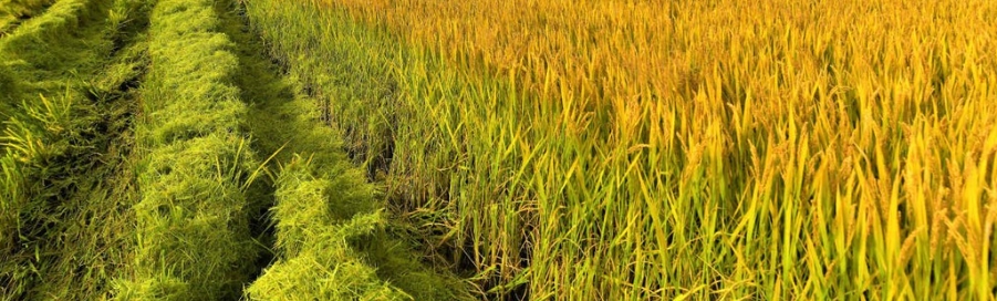 甜菜堿在農(nóng)業(yè)防凍-2