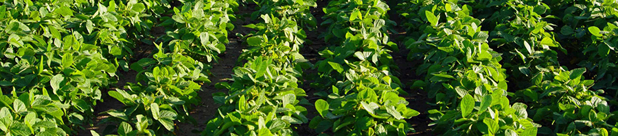 農(nóng)業(yè)甜菜堿