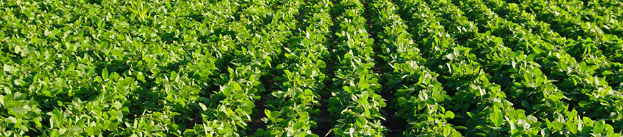 農(nóng)業(yè)甜菜堿