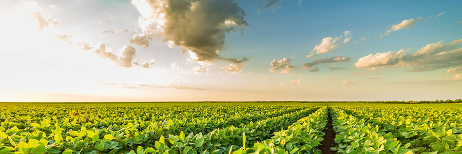 農(nóng)業(yè)甜菜堿