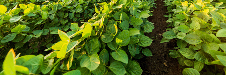 農(nóng)業(yè)甜菜堿鹽酸鹽