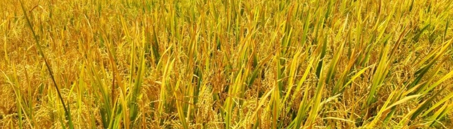 甜菜堿植物調(diào)節(jié)劑