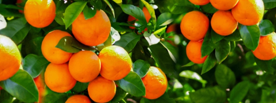 甜菜堿在水果上應(yīng)用-2