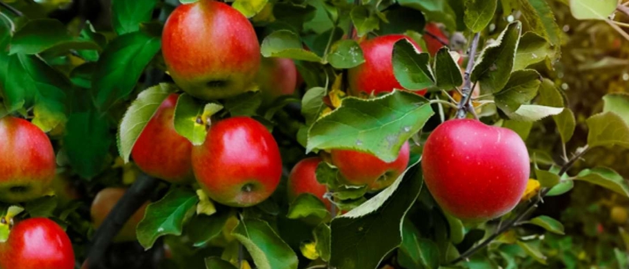 甜菜堿在水果上作用-1