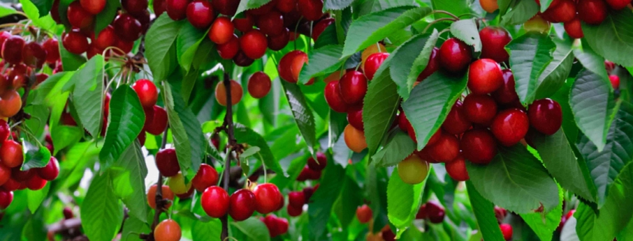 甜菜堿在水果上作用-3