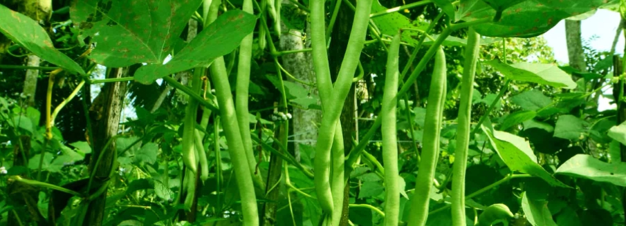 無水甜菜堿在植物上應(yīng)用