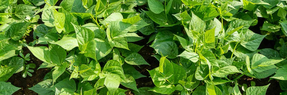 甜菜堿在植物上的應(yīng)用