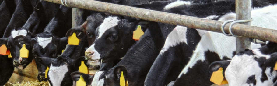 甜菜堿在飼料中的作用