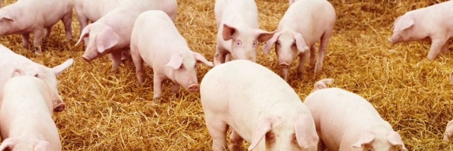 甜菜堿在飼料中的應(yīng)用-3