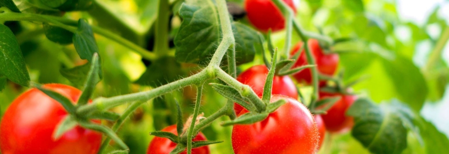 甜菜堿在水果上的應(yīng)用