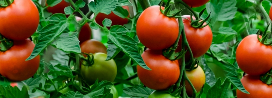 甜菜堿在水果上的應(yīng)用