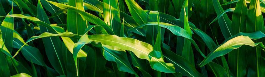 甜菜堿在種植業(yè)上的應(yīng)用