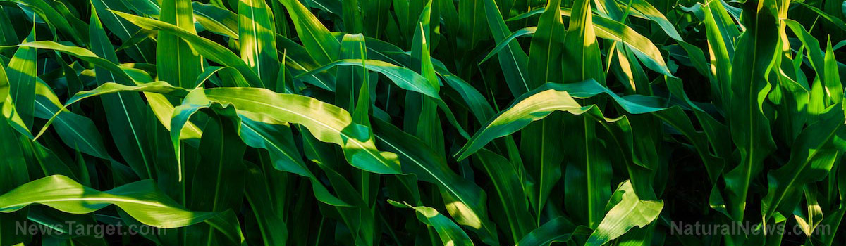 甜菜堿在農(nóng)業(yè)上的作用