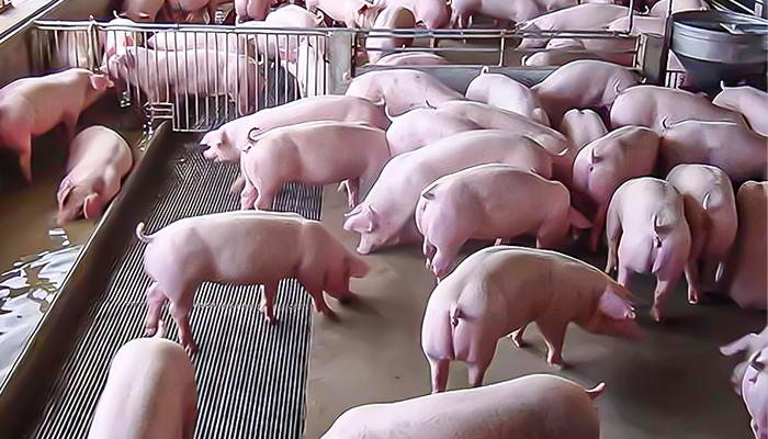 突破養(yǎng)殖瓶頸，打造抗應(yīng)激‘無憂豬’新方案