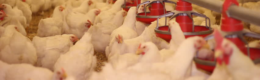 甜菜堿在飼料上的作用