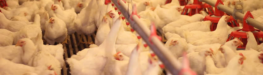 甜菜堿鹽酸鹽在飼料中的作用-1