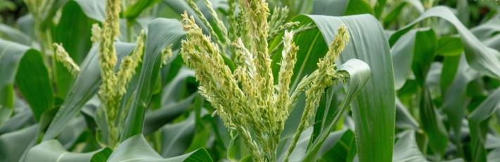 甘氨酸甜菜堿在農(nóng)業(yè)上的作用