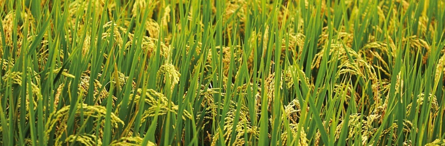 無水甜菜堿在農(nóng)業(yè)中的作用