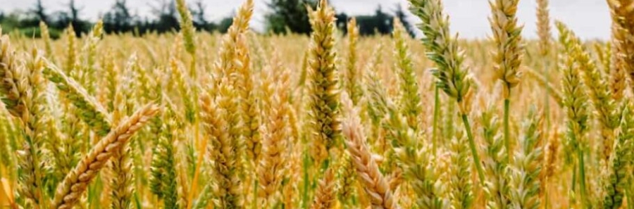 無水甜菜堿在農(nóng)業(yè)上的作用