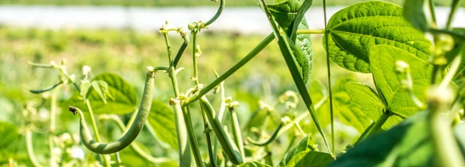 無水甜菜堿在農(nóng)業(yè)上的作用