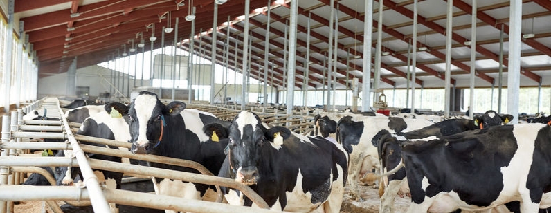 甜菜堿在飼料中的應(yīng)用