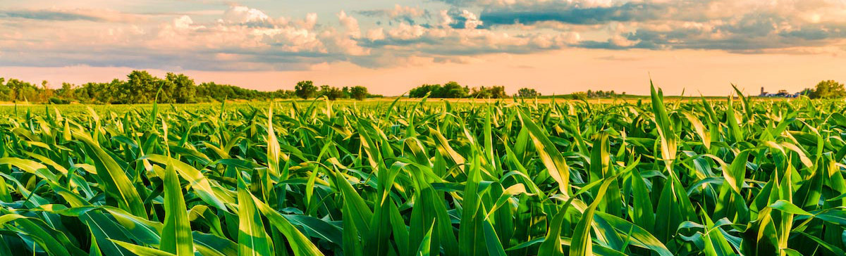 甜菜堿在農(nóng)業(yè)上作用