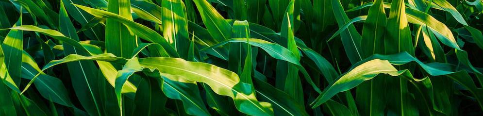 甜菜堿在植物抗逆性上的作用 甜菜堿在植物抗逆性上的作用