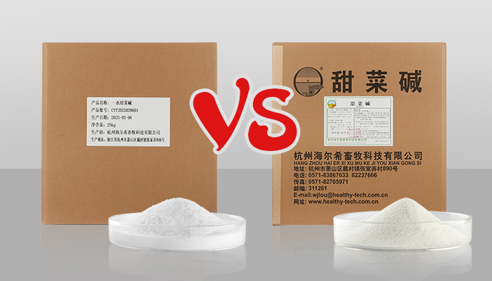 一水甜菜堿VS無(wú)水甜菜堿：誰(shuí)更勝一籌？