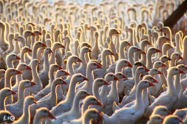 29616e38d079446a8c0396ed06d7cd2f